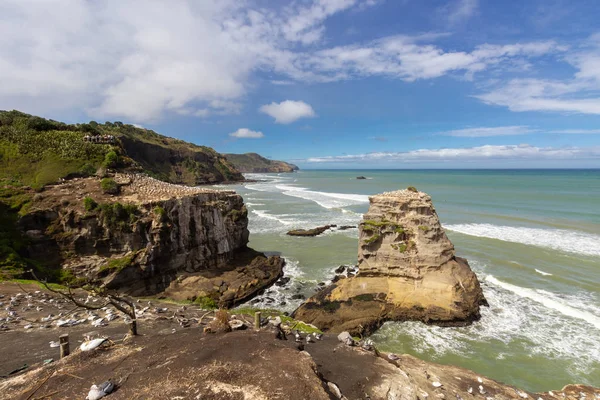 Kolonia Gannet na plaży Muriwai, Nowa Zelandia — Zdjęcie stockowe