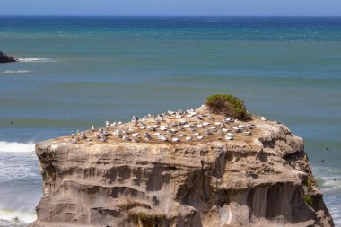 Yeni Zelanda, Muriwai Sahili 'ndeki sümsük kuşu kolonisi.