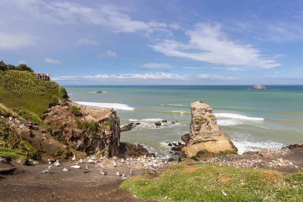 Colonia de alcatraces en la playa de Muriwai, Nueva Zelanda —  Fotos de Stock