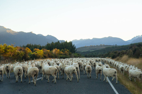 Herd of Sheep on the roads of New Zealand