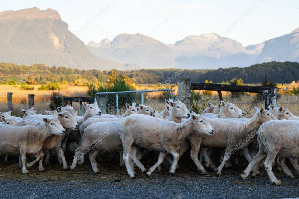 Herd of Sheep on the roads of New Zealand