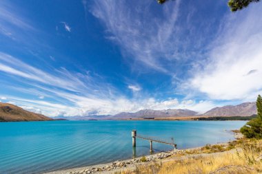 Tekapo Gölü, Yeni Zelanda 'nın göl kenarındaki çam ağaçları