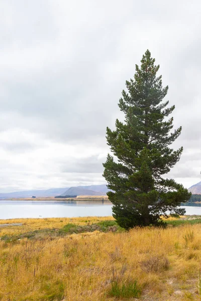 Pine trees on lakeside of Tekapo lake, New Zealand — Stock Photo, Image