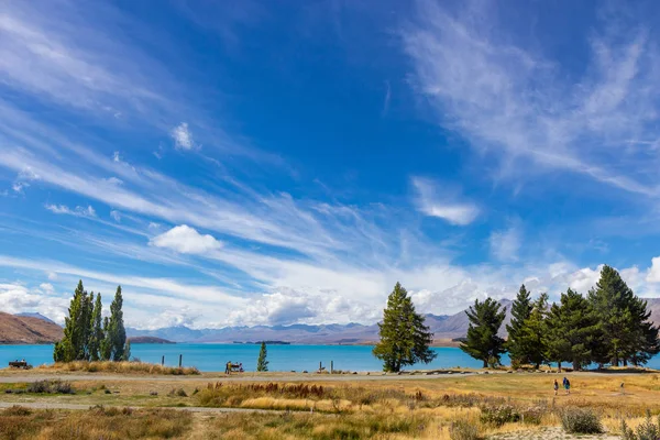 新西兰Tekapo湖畔的松树 — 图库照片