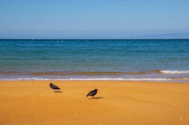 Kaiteriteri plaj manzarası, Abel Tasman milli parkı
