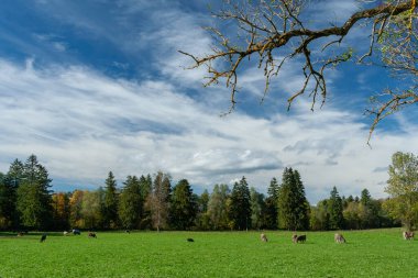 Bavyera Alpleri, Almanya