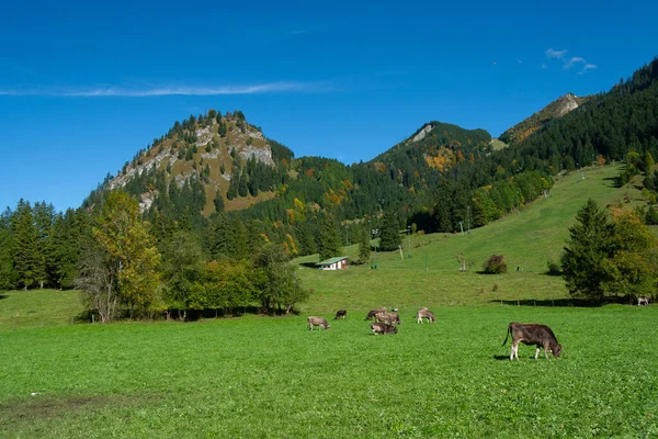 Fields and meadows of Bavarian Alps, Germany — Stock Photo, Image