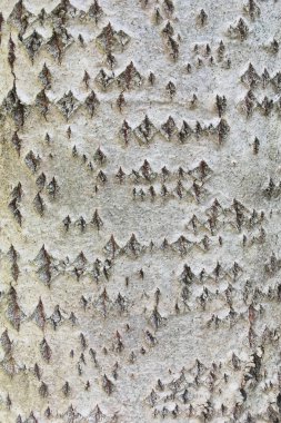 Eski ahşap ağaç kabuğu doku arka plan