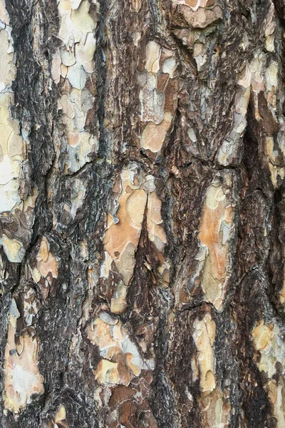 Αφηρημένη Παλιό Ξύλο Δέντρο Φλοιός Υφή Φόντου — Φωτογραφία Αρχείου