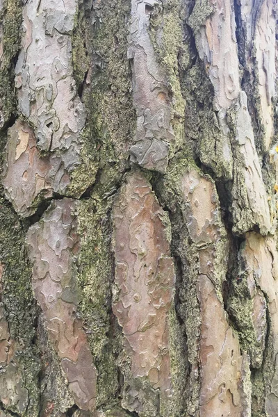 Αφηρημένη Παλιό Ξύλο Δέντρο Φλοιός Υφή Φόντου — Φωτογραφία Αρχείου