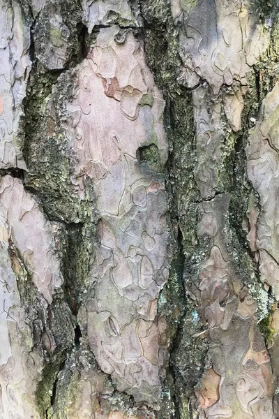 Résumé Vieux Bois Écorce Texture Arbre Fond — Photo