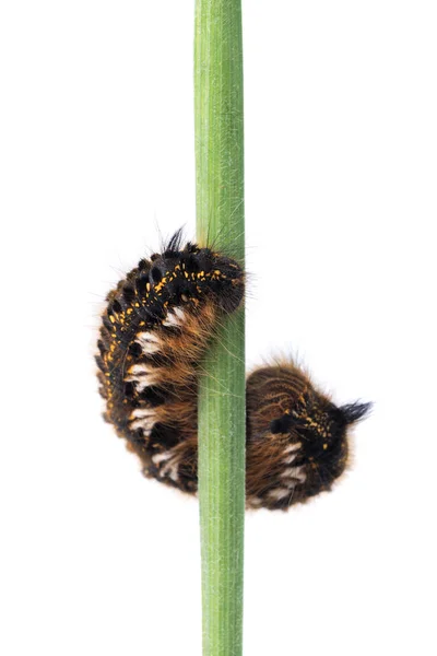 Lagarta Euthrix Potatoria Isolada Sobre Fundo Branco — Fotografia de Stock