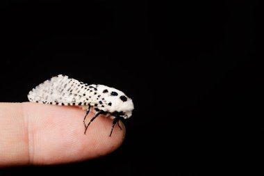 Leopar güvesi pars pyrina beyaz bir arka plan üzerinde izole ahşap