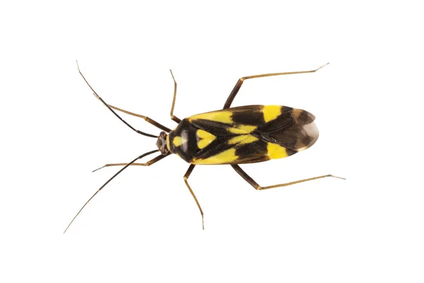 Sexguttatus Grypocoris True Bug Białym Tle Białym Tle — Zdjęcie stockowe