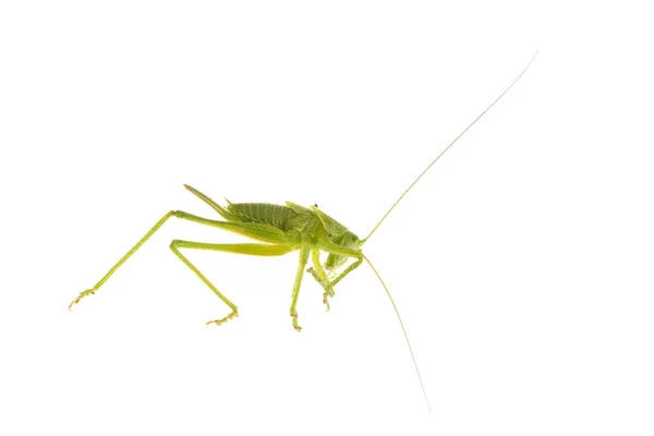 Zelené Kobylky Izolované Bílém Pozadí — Stock fotografie