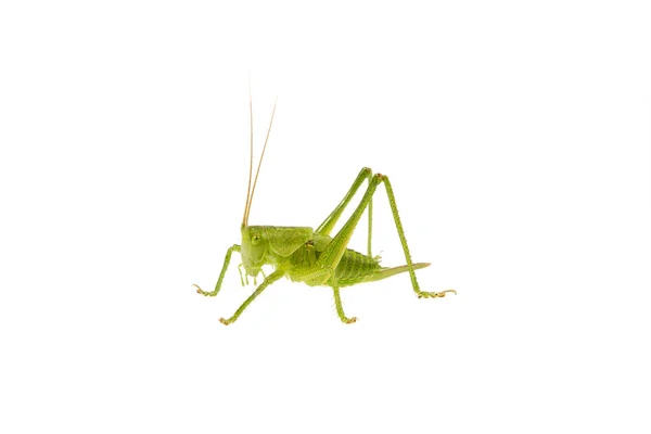 Saltamontes Verdes Aislados Sobre Fondo Blanco —  Fotos de Stock