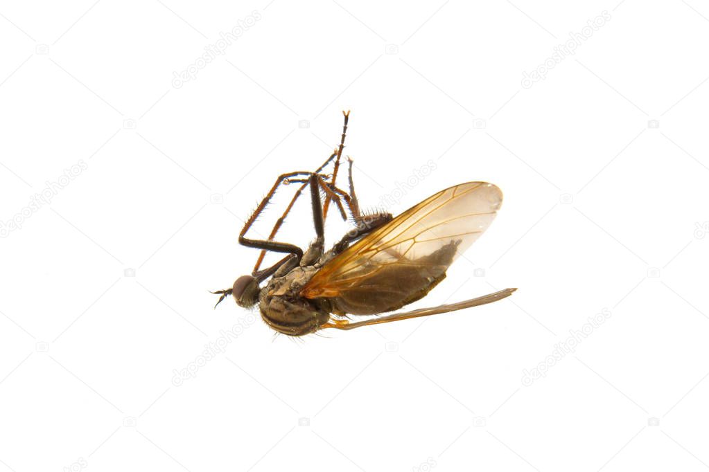 Deadly mosquito isolated on a white background