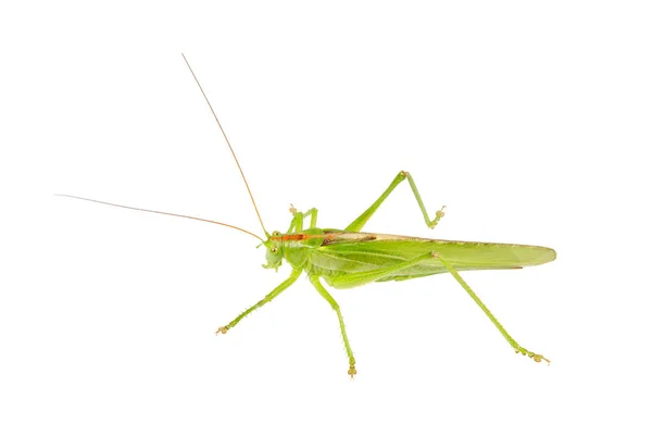 Groene Sprinkhaan Geïsoleerd Een Witte Achtergrond — Stockfoto