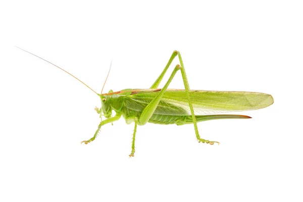 Sauterelle Verte Isolée Sur Fond Blanc — Photo