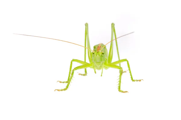 Groene Sprinkhaan Geïsoleerd Een Witte Achtergrond — Stockfoto