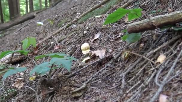 Jeune corps du champignon mouche agarique (Amanita muscaria )