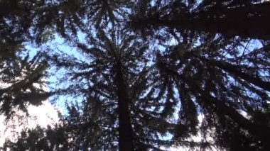 Ağaç kron mavi gökyüzü karşı