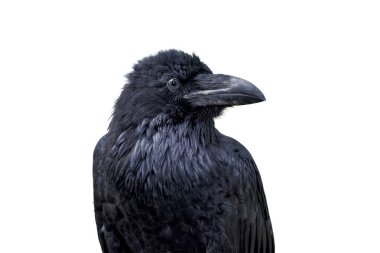 Ortak karga (Corvus corax) beyaz bir arka plan üzerinde izole portresi