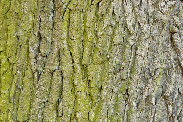 Abstrakte Alte Holz Baumrinde Textur Hintergrund — Stockfoto