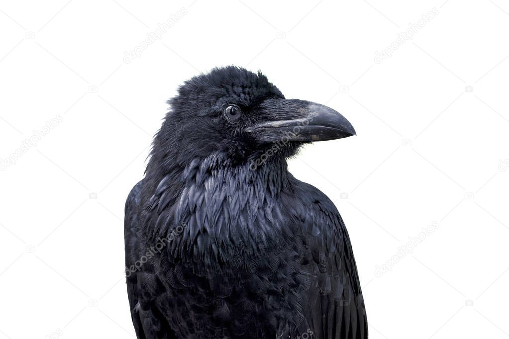 Portrait of common raven (Corvus corax) isolated on a white background
