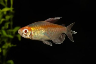 Siyah arka plan üzerine izole portresi akvaryum balık - Kongo tetra (Phenacogrammus Interruptus)