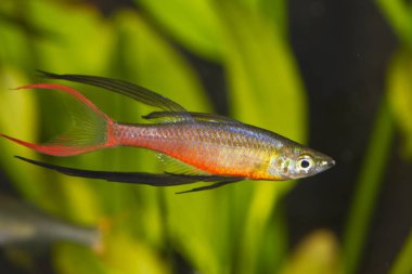 Akvaryum balık - Threadfin rainbowfish (Iriatherina werneri) bir akvaryum portresi
