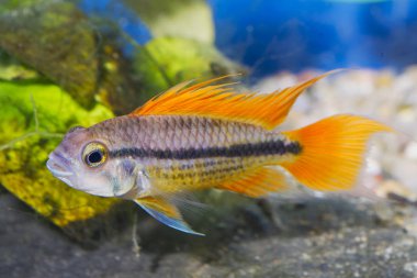 Akvaryum balık - papağan Çiklit (Apistogramma cacatuoides) bir akvaryum portresi