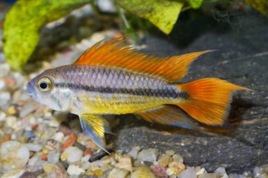 Akvaryum balık - papağan Çiklit (Apistogramma cacatuoides) bir akvaryum portresi