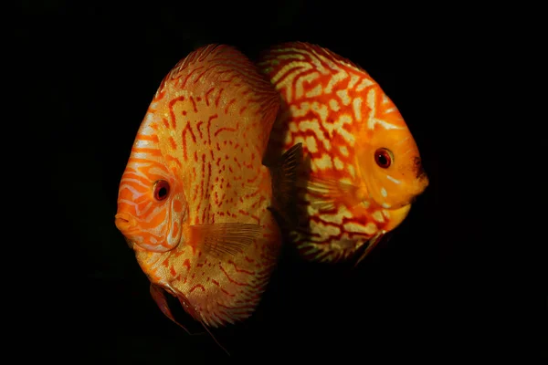 Portrait Aquarium Discus Fishes Fish Symphysodon Isolated Black Backround — Stock Photo, Image