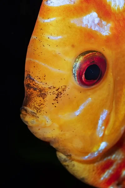 Portrait Discus Fish Sympysodon Isolated Black Background — Stock Photo, Image