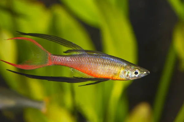 Porträtt Akvariefiskar Threadfin Rainbowfish Iriatherina Werneri Ett Akvarium — Stockfoto