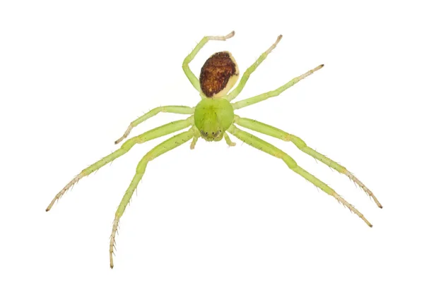 Araignée Verte Isolée Sur Fond Blanc — Photo