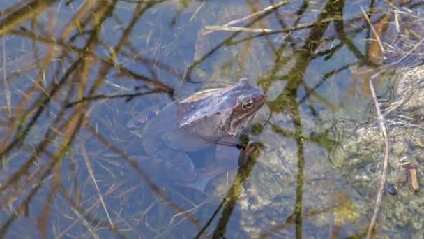 Rana Marrón Común Europea Rana Hierba Europea Rana Temporaria Macro — Vídeos de Stock