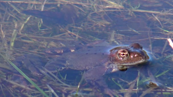 Rana Comune Europea Rana Temporaria Rana Temporaria Macro Ritratto — Video Stock