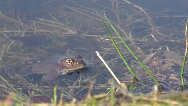 European Common Brown Frog European Grass Frog Rana Temporaria Macro — Stock Video