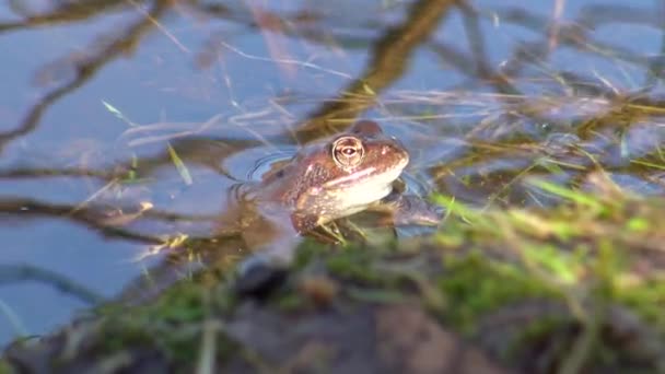 欧洲常见的棕色青蛙 或欧洲草蛙 拉纳临时 宏观肖像 — 图库视频影像