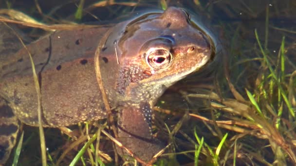 ヨーロッパの一般的な茶色のカエル またはヨーロッパの草のカエル ラナテンプラリア マクロ肖像画 — ストック動画
