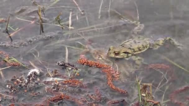 Common Toads Bufo Bufo Swim Pond Water — Stock Video