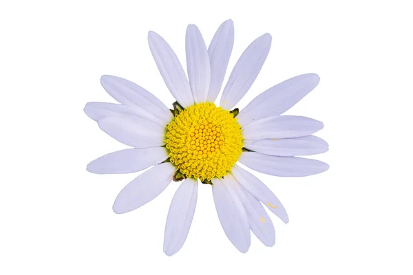 Daisy flor isolada no fundo branco — Fotografia de Stock