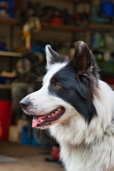 Porträtt av söt vit svart hund — Stockfoto