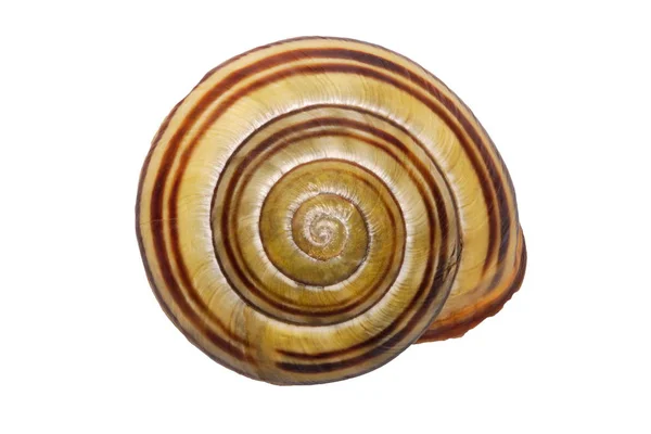 하얀 배경에 고립되어 있는 달팽이 껍데기 — 스톡 사진