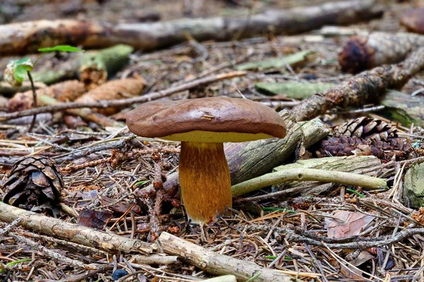 Imleria badia (Boletus badius) ormanda — Stok fotoğraf