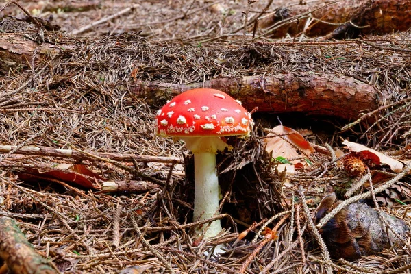 Amanita muscaria, a poisonous mushroom in forest