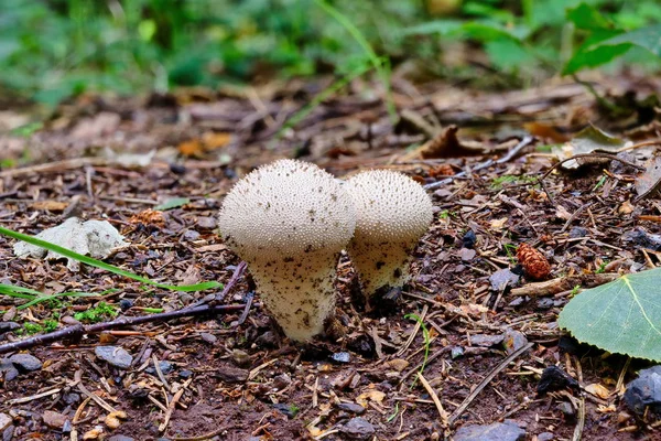 숲에서 자라는 버섯 리코퍼돈 펄라툼 — 스톡 사진
