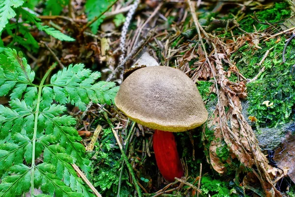 Cogumelo xerocomellus chrysenteron na floresta — Fotografia de Stock